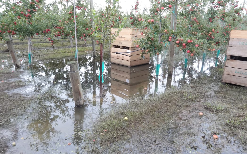 Leon Stollard still has stagnant water on his orchard.