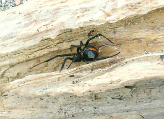 Katipo spider on a piece of driftwood