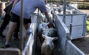 Lamb and beef farming in Sanson