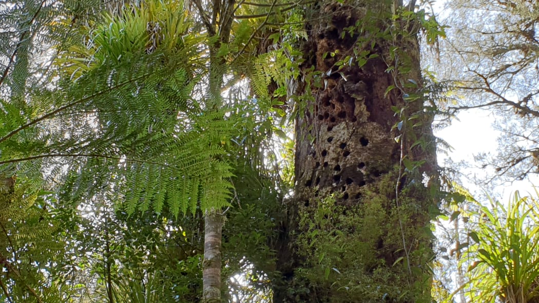 Tony Pascoe says there's about 70 different varieties of native orchids at Mangapēpeke Valley, where he lives.