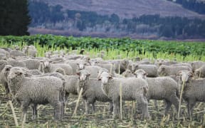 Sheep on winter crops