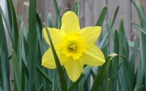 Spring daffodil.