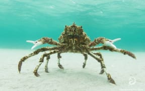 spider crab