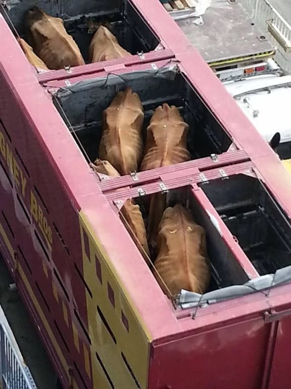 The Jersey cows, on their way to slaughter