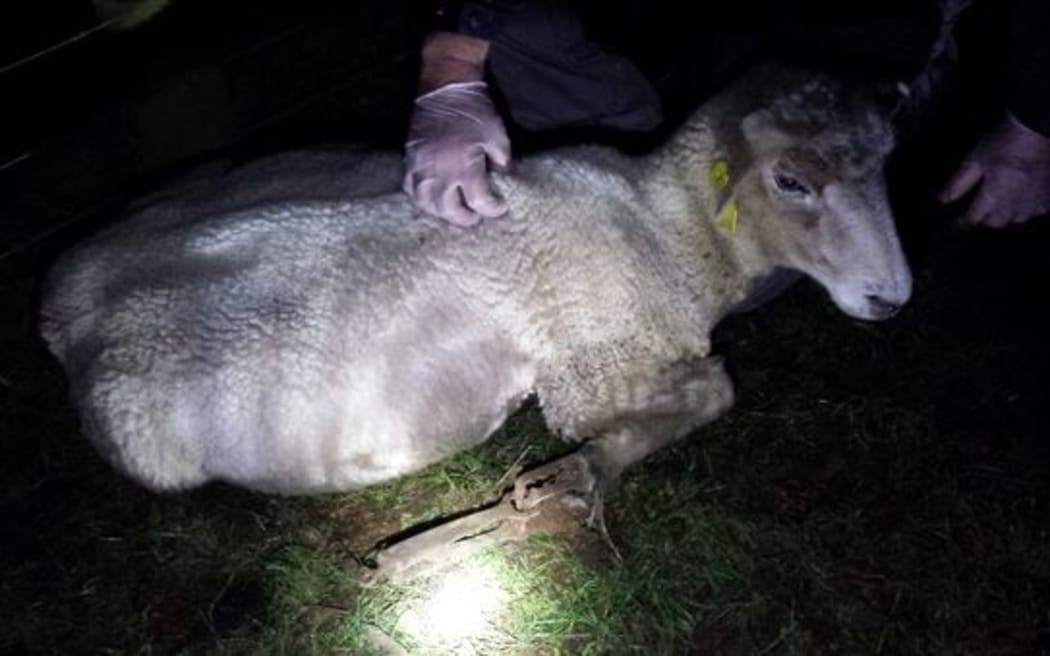 The trapped ewe was found on Sunday night.