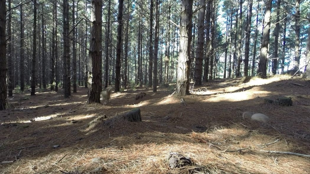 Woodhill Forest, Muriwai