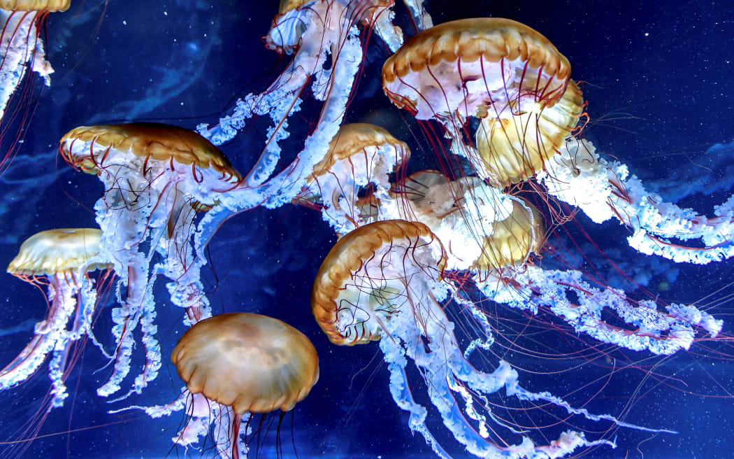 Could restaurants solve the world's jellyfish problem? RNZ News