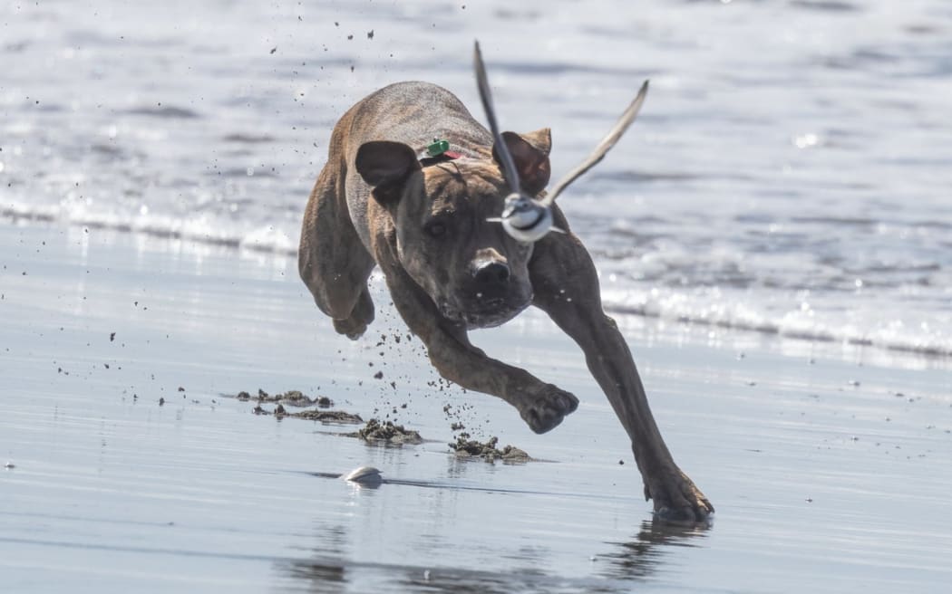A dog chases a banded dotterel bird at the Ashley River.