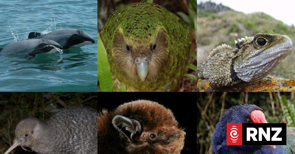 'The mauri of our natural world has been diminished' | RNZ