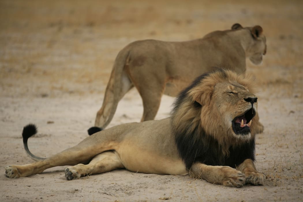 Much-loved Zimbabwean lion "Cecil" -pictured here in 2012 - was allegedly killed by an American tourist using a bow and arrow.