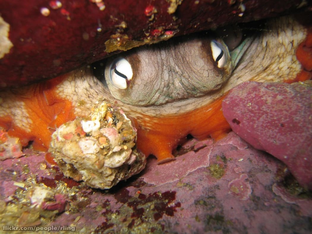 A Gloomy Octopus (Octopus tetricus) in a rocky crevice. Bass Point, Shellharbour, NSW