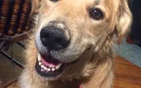 Lucy the Golden Retriever