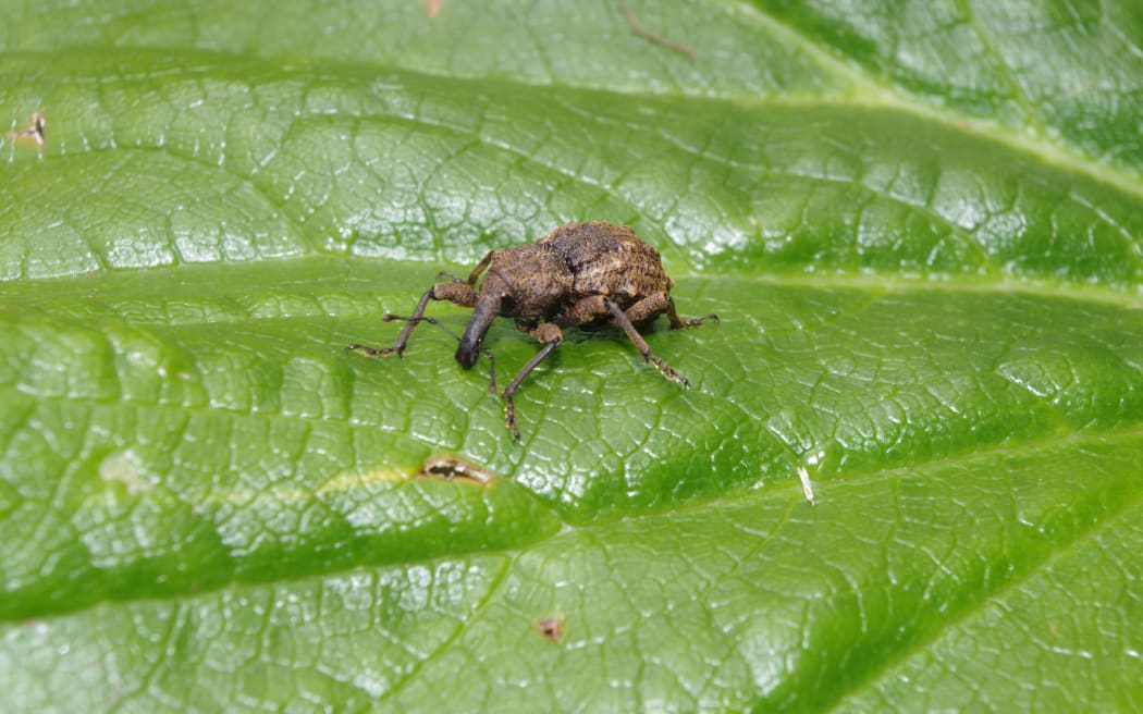 Giant Knobbled Weevil