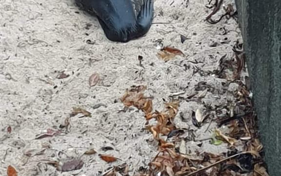 An emaciated seal lying on the ground, a barb can be seen in its mouth.