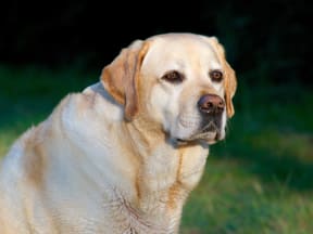 fat labrador