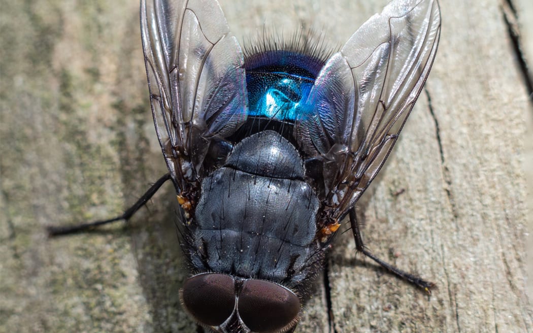 blowfly