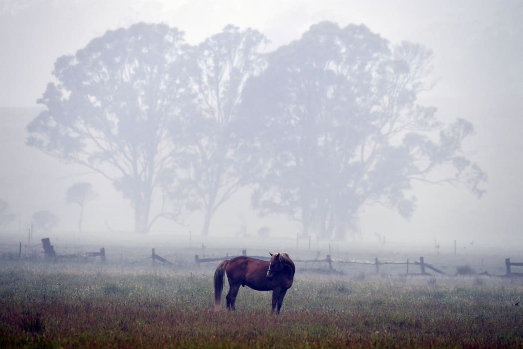 A horse seen through dense smoke from a bushfire on a farm in Eden, in New South Wales.