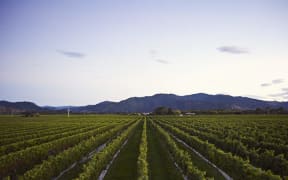 Forest Estate Vineyard