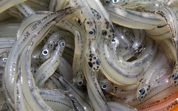 Whitebait in egg.