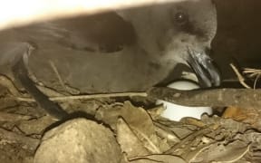 A grey faced petrel discovered at Bream Head, Whangarei.