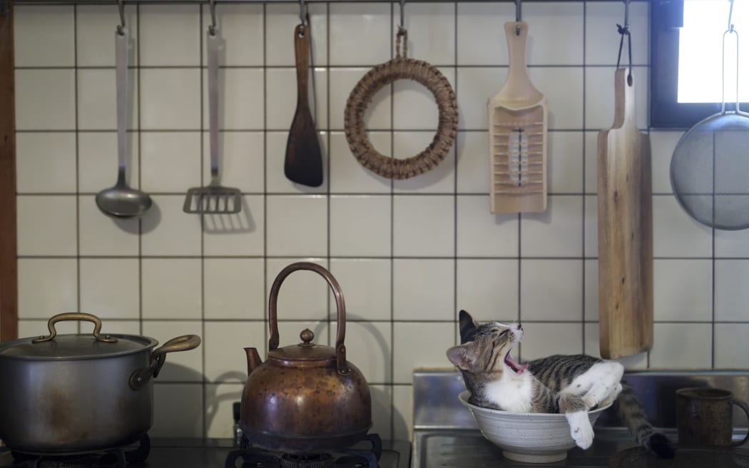 Kitty in the kitchen