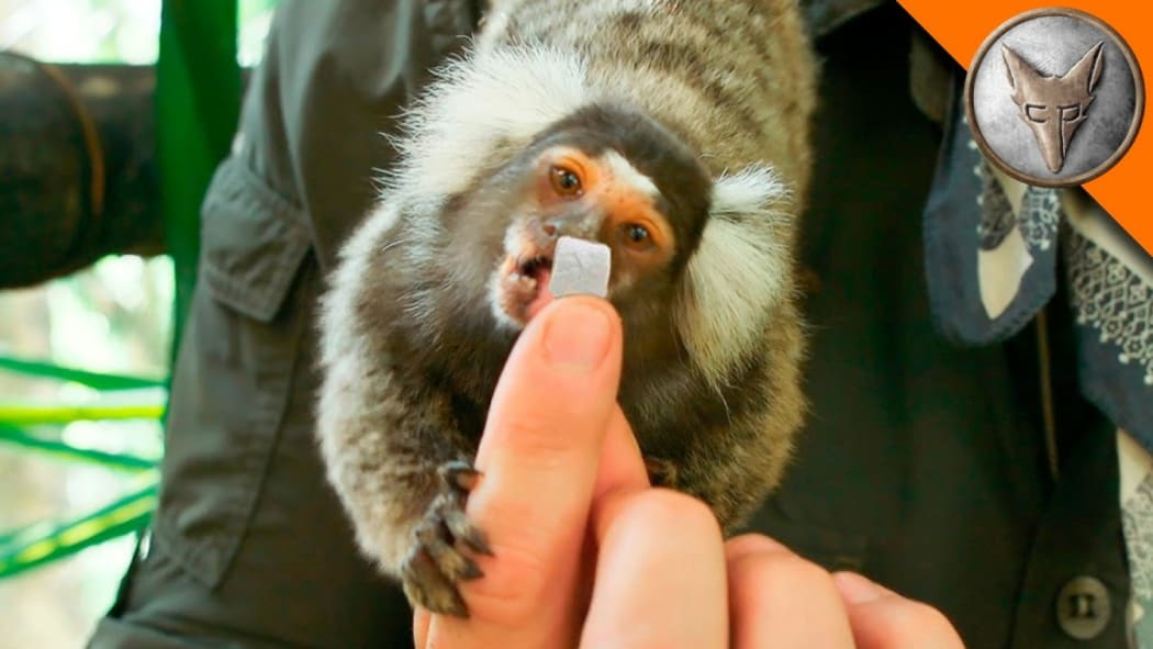 Tiny monkeys love marshmallows! Attention Jacinda Ardern and Bill English.