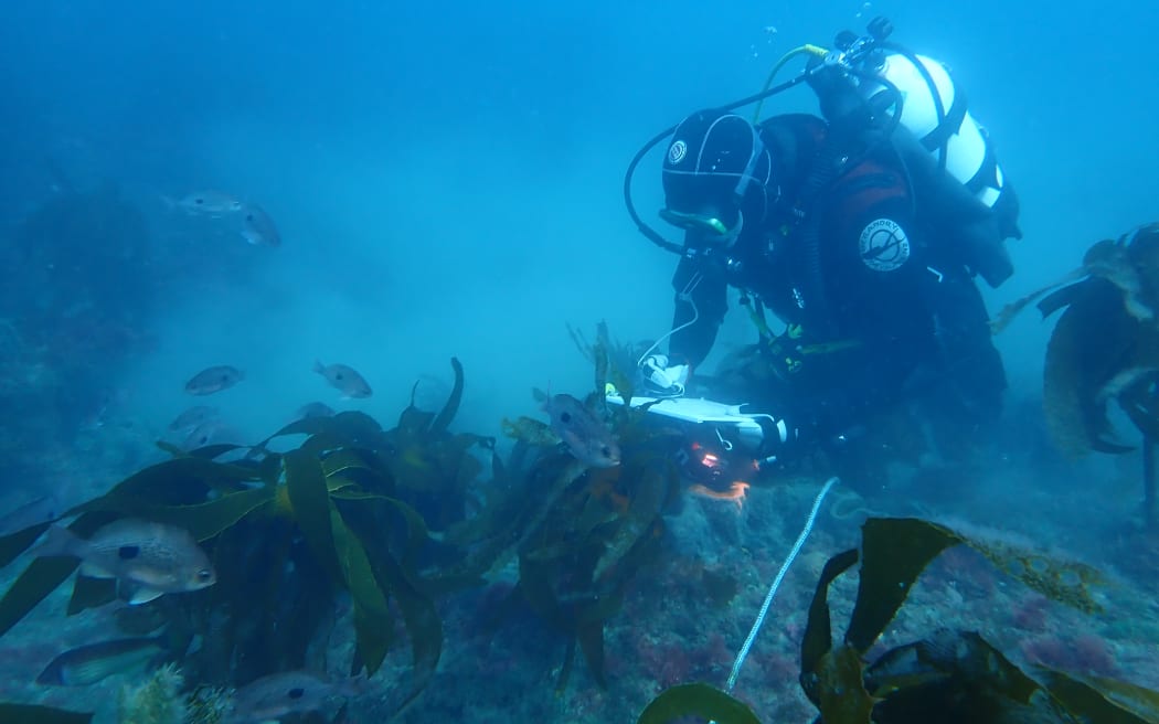 Ross Sneddon during a December 2021 survey of Pania Reef following the seabed transect line and recording data on a slate.