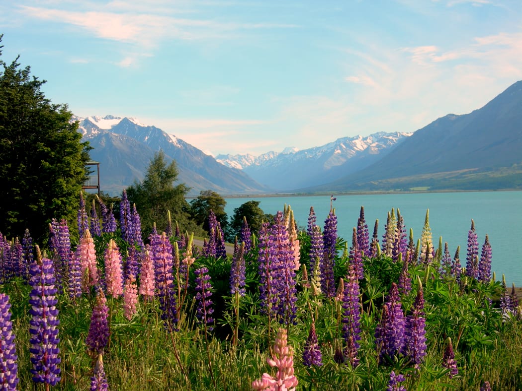 Ohau Lodge lupin field, New Zealand