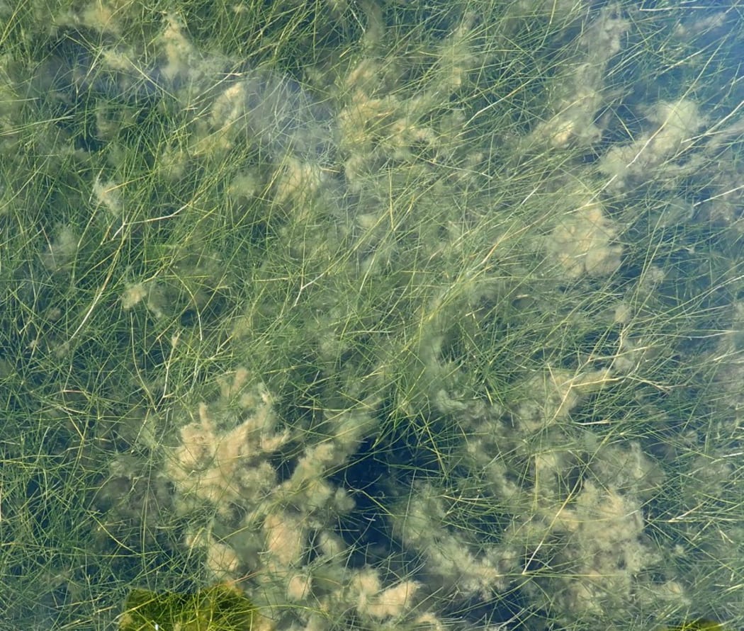 Brown algae grows among the ruppia beds in Marlborough's Wairau Lagoon.