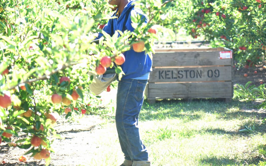 Pacific Islander doing seasonal work under the RSE scheme in Hawke's Bay.