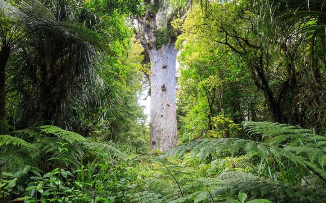 Tane Mahuta