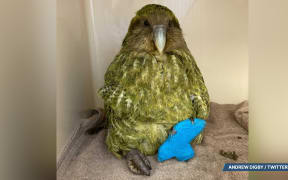 Milford the kākāpō with his mini 'moon boot' to help repair his foot.
