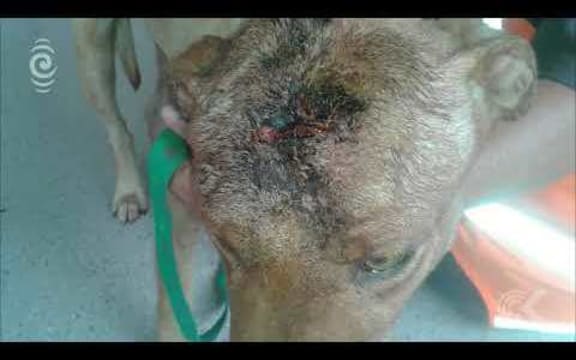 SPCA calls for lengthier sentences for animal abusers: RNZ Checkpoint