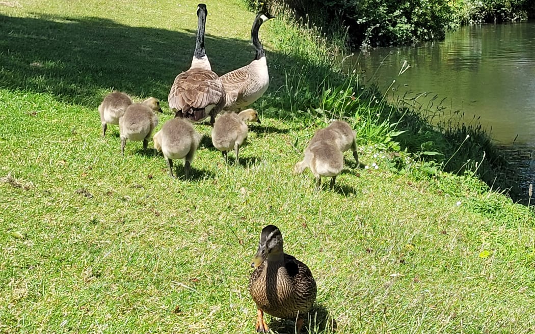 Canada geese at Waiwhetu Stream, Lower Hutt.