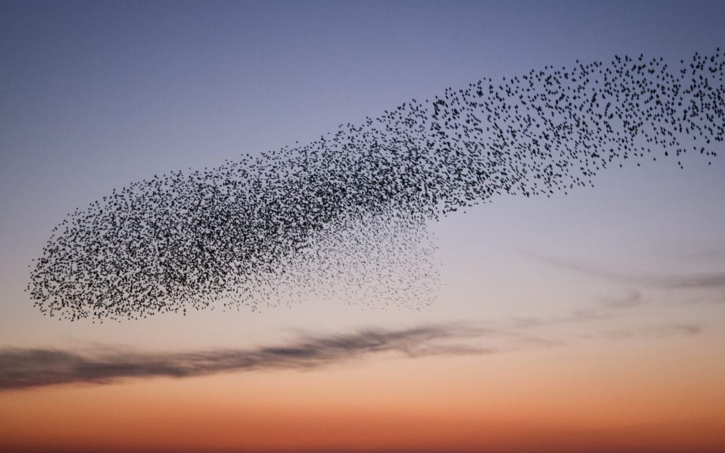 Starling murmuration, Shell Bay, Studland