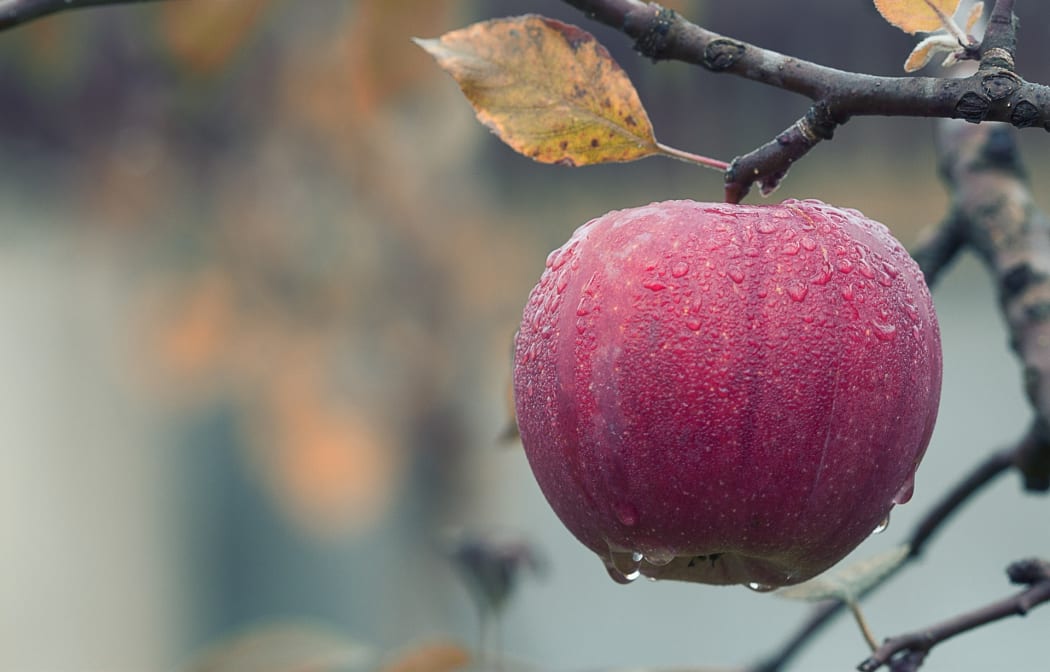 Apple on branch