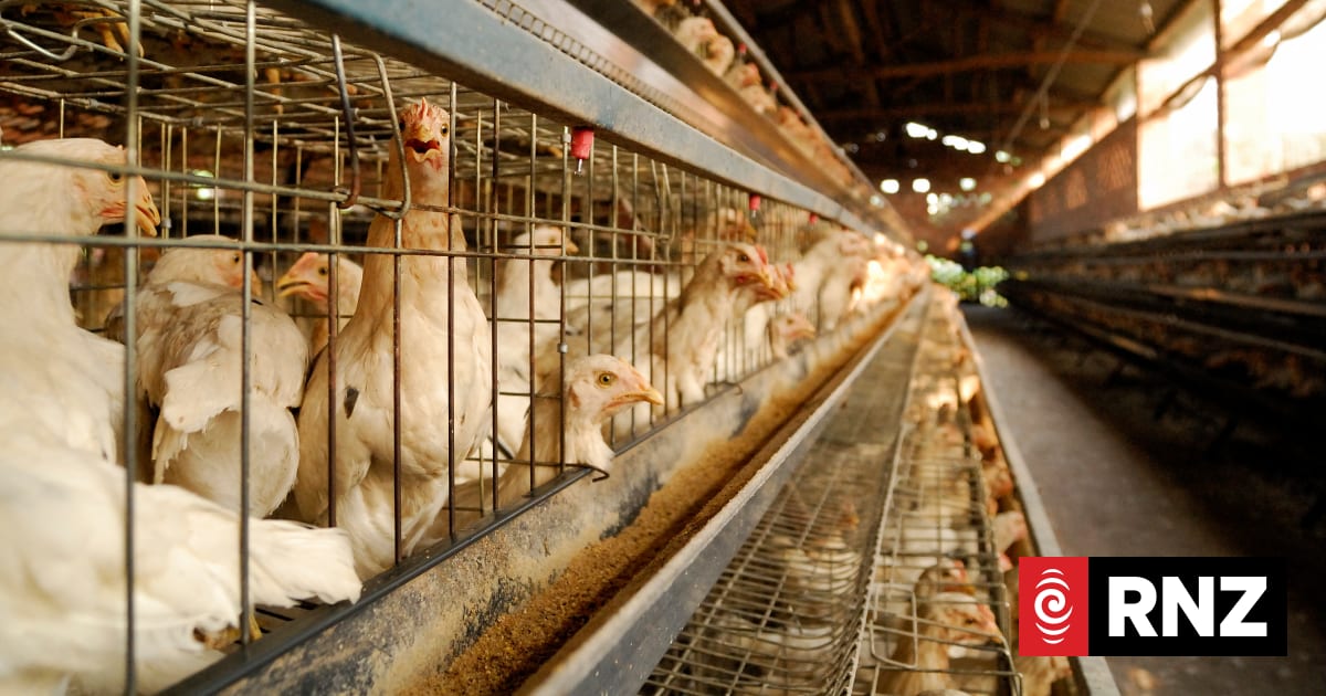 Some imported animal products using production methods illegal in New ...