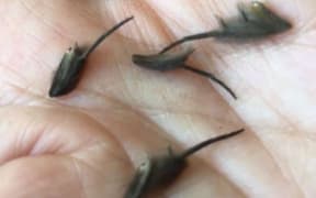 An Auckland man and experts have been left baffled after his mother discovered alien-like looking creatures on her kitchen floor.