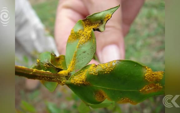 Myrtle rust discovered on mainland New Zealand