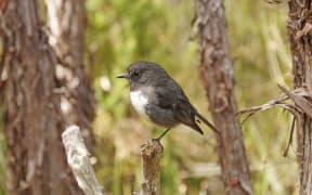 21264063 - new zealand robin on stewart island in new zealand