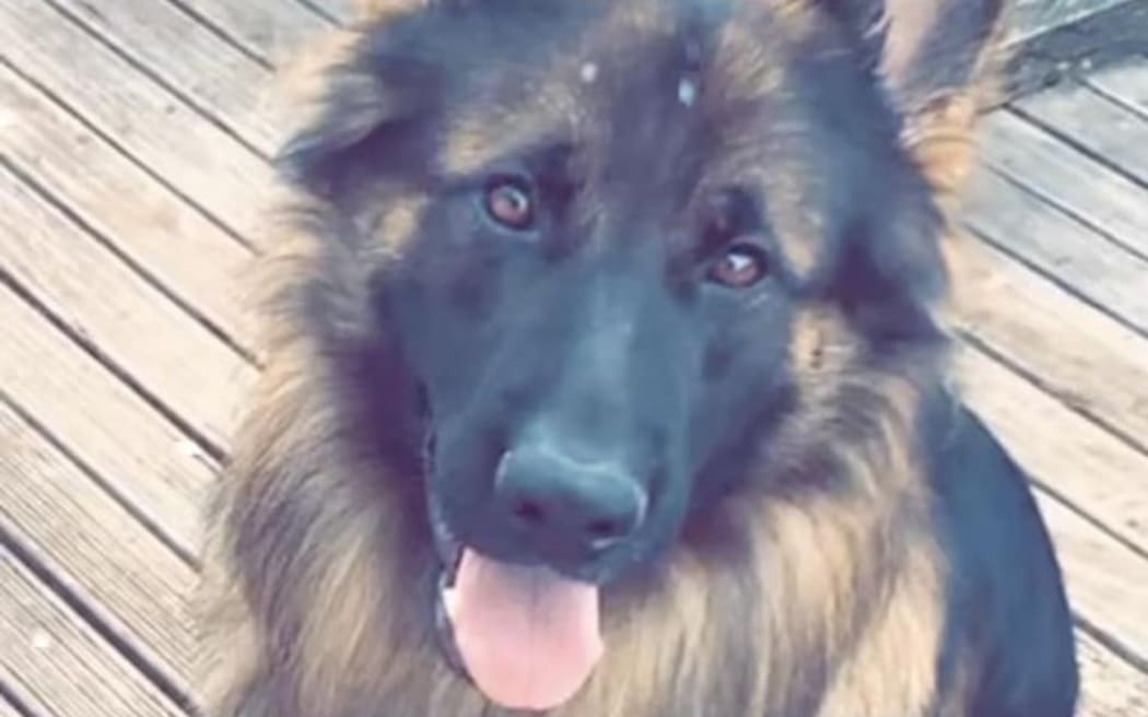 German shepherd Bodhi was found mauled to death in Whakatāne over the 2023 Christmas period.