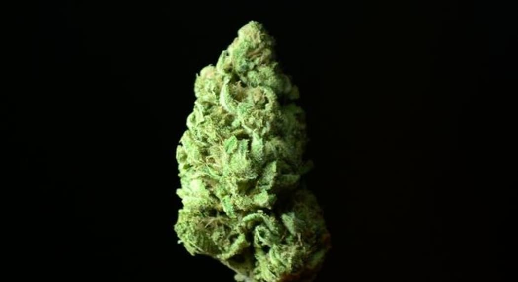 marijuana bud
