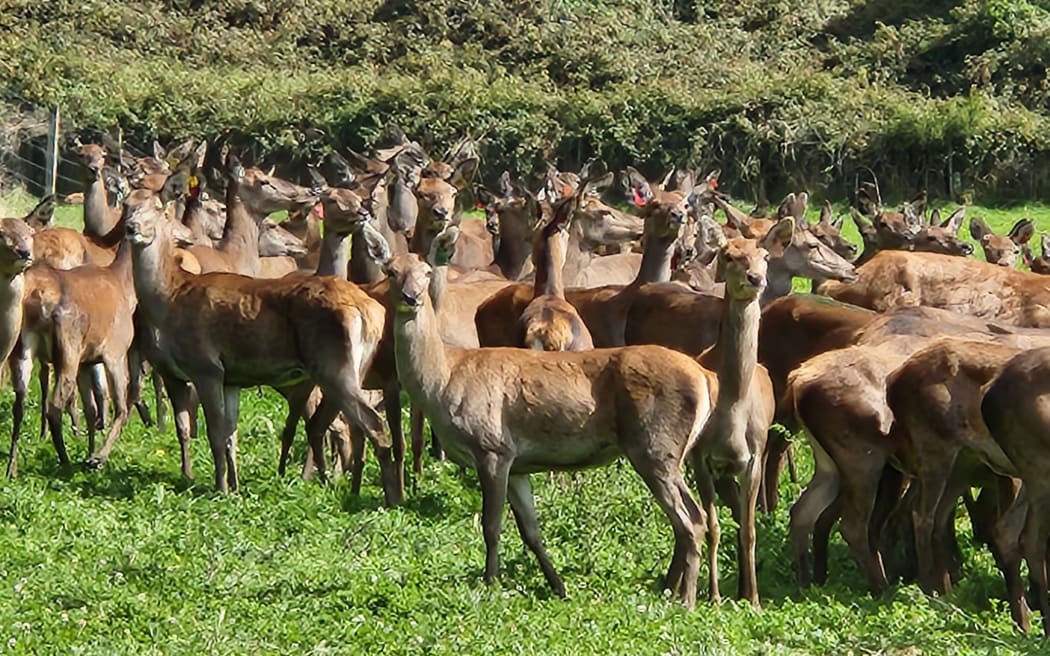The red deer milking herd at Aratiatia
