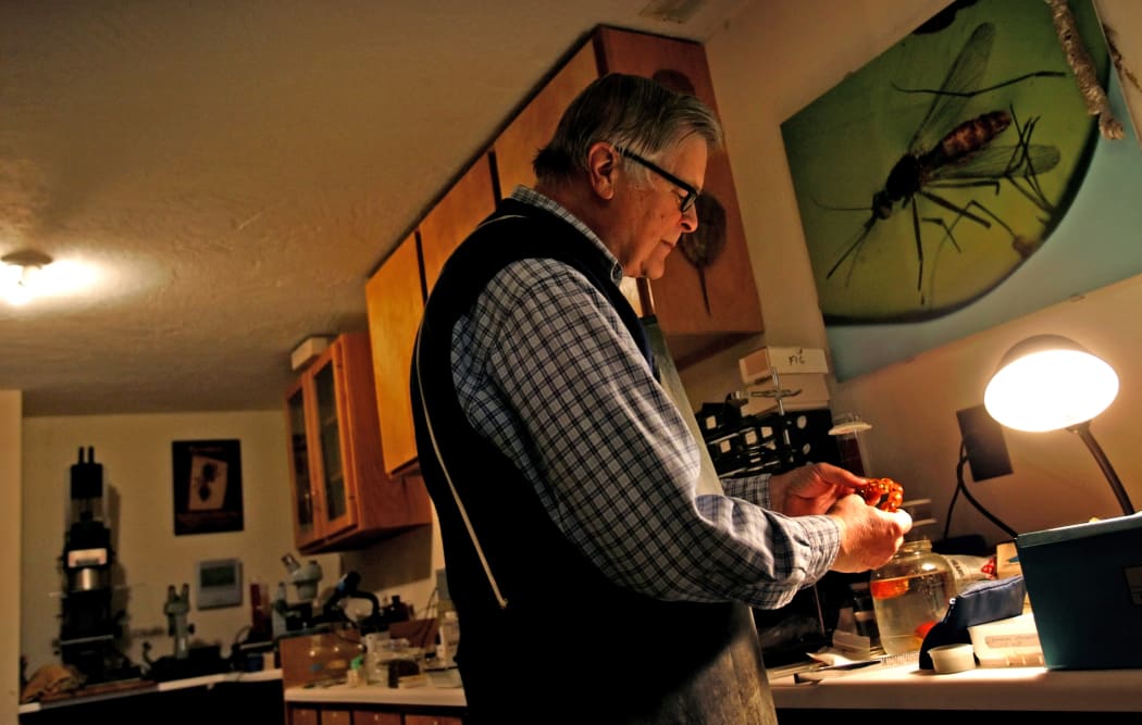 George Poinar working in the Amber Lab