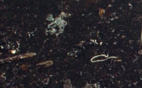 oil spill