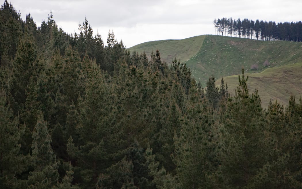 Plantation pines in Tararua district