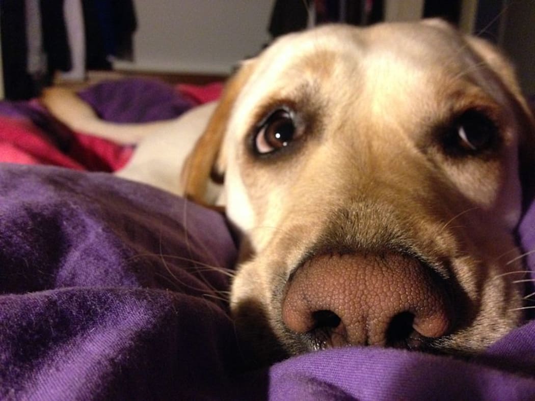 Dog emotion