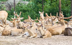 The Government has approved two new primary growth research partnerships, with the deer and red meat industries.