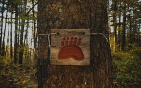 Bear trail