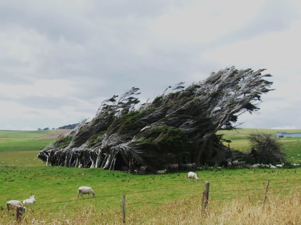 Windswept tree in Invercargill